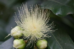 Syzygium hemisphericum